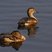 Lesser Whistling-Duck